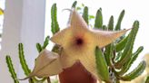 How to Grow and Care for Stapelia