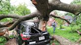 Pine Street Oak, one of Madison's oldest trees, falls to storms
