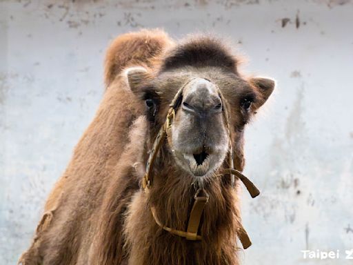 北市動物園雙峰駱駝「煙雨」食慾活動力低 園方：腎功能嚴重受損