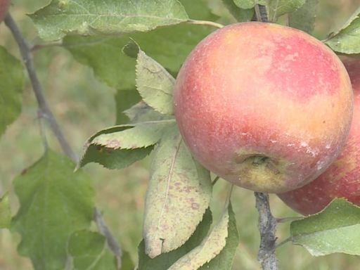 'Martin's Hillside Orchard' eyeing fruitful season after recent harvest struggles