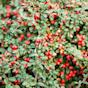 Cotoneaster Dammeri