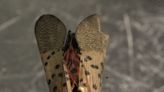 Invasive and destructive: Spotted lanternflies are advancing to the fruit trees and grapes of Michiana