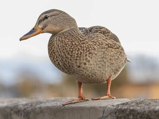 L’incroyable histoire de Jacques Vaucanson et de son canard-automate qui a révolutionné le 18ème siècle