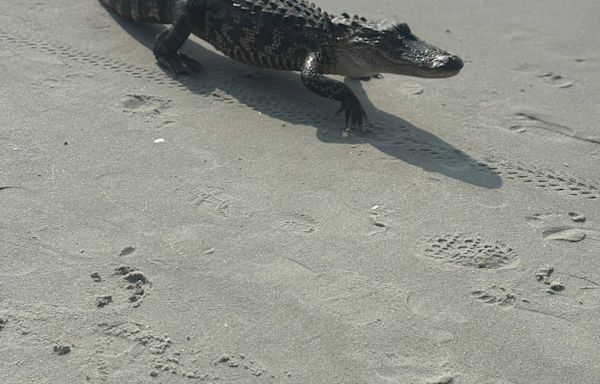 Video: An alligator strolls near ocean in Myrtle Beach. Lifeguard clears water for reptile