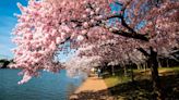 Hot on the trail of cherry blossoms — peak times for 2024