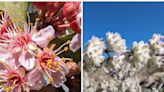 Por lluvias invernales desierto de Anza Borrego en San Diego se llena de flores