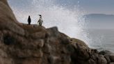 Chile's Humboldt penguins could face extinction as population plummets