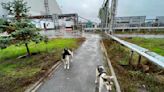 El hallazgo en los perros de Chernobyl que sorprendió a los científicos: “Fue un hito para nosotros”