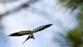 Campbell Vaughn: Rare bird for Georgia spotted on Ogeechee River fishing trip