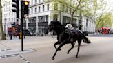 Caballos sueltos del ejército británico corren desbocados por el centro de Londres