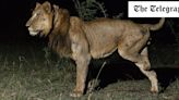 Three-legged lion makes record-breaking swim across a crocodile-infested river - for sex