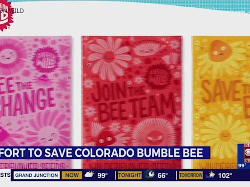 Great Outdoors Colorado is working to save the state’s native bumblebee