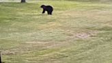 Where is the bear spotted earlier in Randolph County? What do you do if you see one?