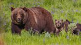 World awaits famous grizzly bear to emerge to see if it breaks a record