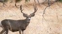 Montana Raises Record Funds for a Coveted Mule Deer Tag — Through a Public Raffle
