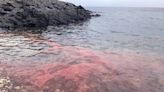 澎湖珊瑚產卵季登場 呈現粉紅海美景（1） (圖)