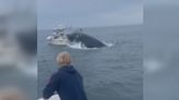 En video: El momento en que una ballena jorobada impacta un bote en New Hampshire