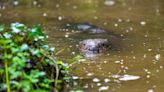 Cornish beavers get new home as part of biodiversity boosting plans