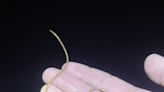 Horsehair worms are truly bizarre creatures | ECOVIEWS