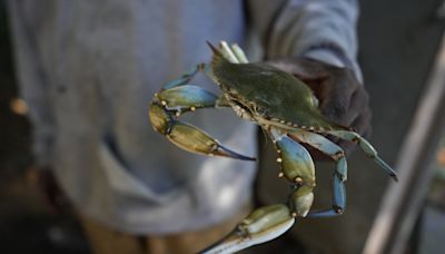 Virginia commission lifts ban on winter dredging for blue crabs; opponents of decision snap back - WTOP News