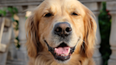 Parents’ Joke About Their Golden Retriever’s Smartness Is Cracking Everybody Up