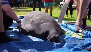 First lady DeSantis, daughter assist in rescued manatee release