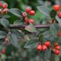 Cotoneaster Franchetii