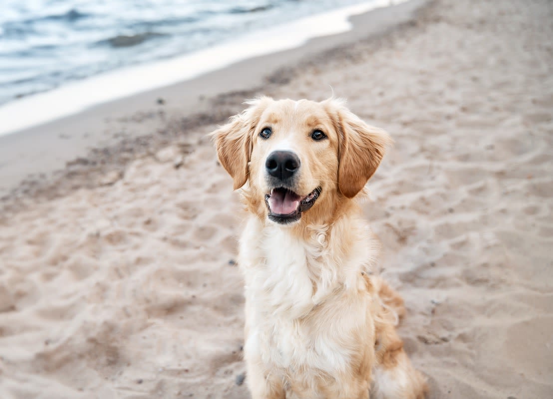 Golden Retriever Taking a Jet Ski Ride with Grandpa Is the Picture of Happiness