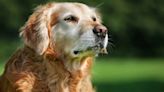 Homeward Bound: Golden Retriever Reunited With Owner After 5 Years Apart