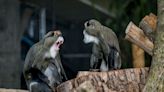 Milwaukee County Zoo welcomes new De Brazza's monkeys known for their white beards
