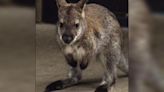 Help name Cheyenne Mountain Zoo’s baby wallabies