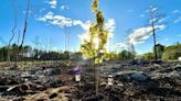 N.S. community hard hit by wildfire plants symbolic trees