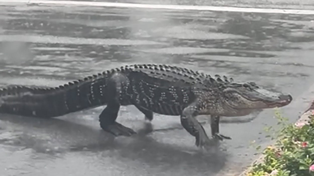 'There's a 7-footer': Puddle-loving gator strolls across South Carolina road during Debby's deluge