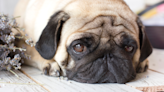 Pug Gets Spooked by Thunderstorm and Her Precious Face Says It All