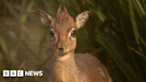 Dartmoor Zoo: Three small Kirk Dik Dik antelopes 'settle in'