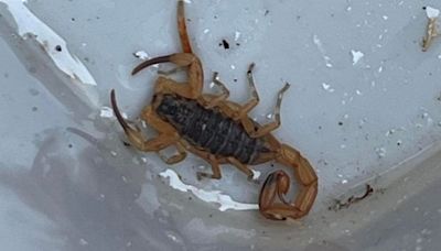 Deadly scorpion from Brazil found by roofers in box of tiles