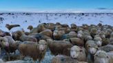 La Patagonia en crisis: estrategias de suplementación de emergencia para la ganadería