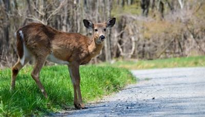 Kent County task force to examine deer population issues, come up with solutions