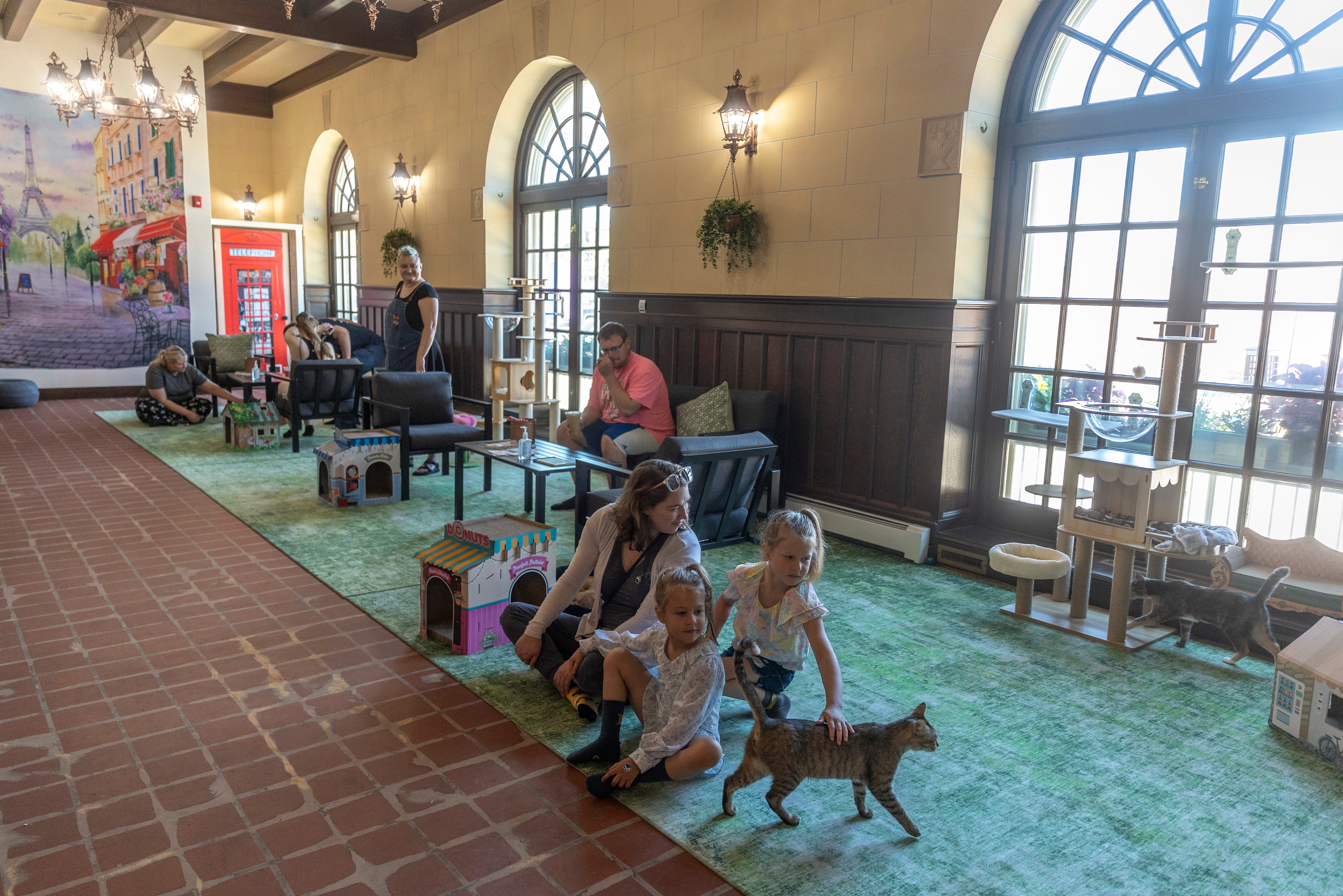 Starry Night Cat Café in downtown Stevens Point aims to create connections and find cats their forever homes