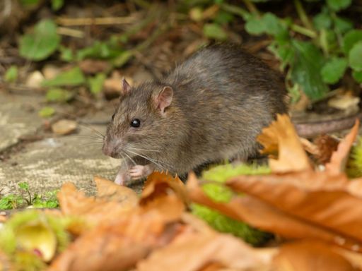 Which plants do rats hate? Add these to your garden to keep the rodents away