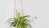 Why is my spider plant turning brown? – 10 reasons why this could be happening and what to do to fix them