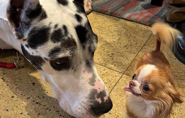 Naomi Watts Coordinates Meeting Between Demi Moore’s Tiny Chihuahua Pilaf and the Great Dane from 'The Friend'