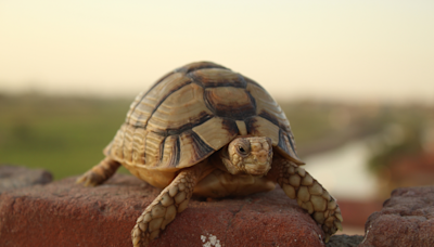 'Critically Endangered' Egyptian Tortoise Born at Calgary Zoo