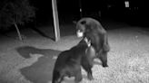 Gulf Breeze man captures video of two bears play fighting, wrestling