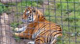 Man found half-eaten by zoo tigers after one of the apex predators was seen with a shoe in its mouth