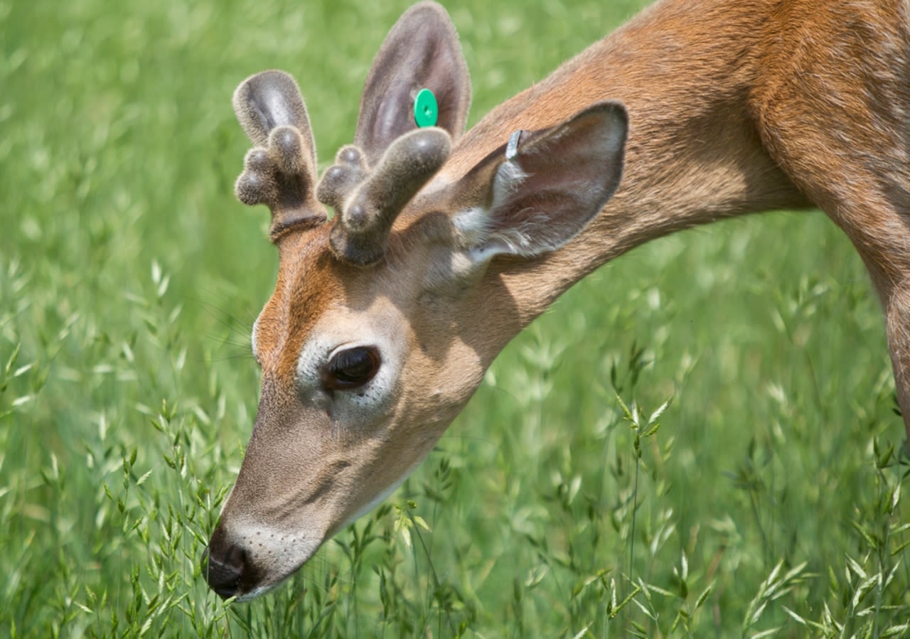 Man dies of injuries after fall in giraffe enclosure at Deer Tracks Junction