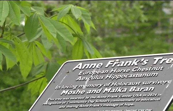 Squirrel Hill school plants sapling of Anne Frank's chestnut tree in honor of 2 Holocaust survivors