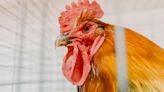 Roosters found dead after 'suspected cockfighting'