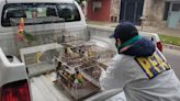 Desbarataron una banda que traficaba aves exóticas de todo el mundo: recuperaron 800 ejemplares valuados en 750.000 dólares