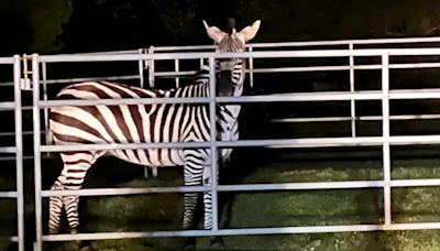 She's safe! Missing zebra found in North Bend